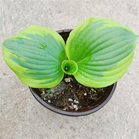 圓葉玉簪|圓葉玉簪 Frances williams Hosta (Hosta sieboldiana)